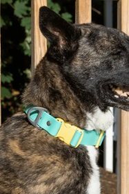 Island Vibes Waterproof Dog Collar (size: 11 - 13 inch)