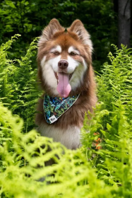 Magical Fern Forest Dog Bandana (size: S/M - 18in x 10in)