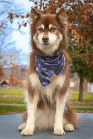 Starry Embrace Dog Bandana (size: S/M)