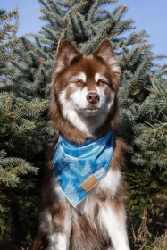 Siberian Spruce Dog Bandana (size: S/M - 18in x 10in)